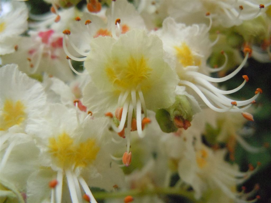 Aesculus hippocastanum / Ippocastano